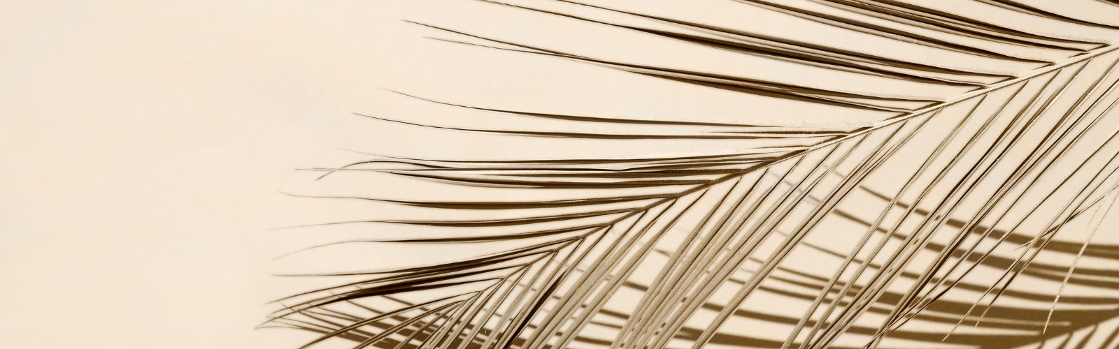 Nzema Appolo Skincare banner